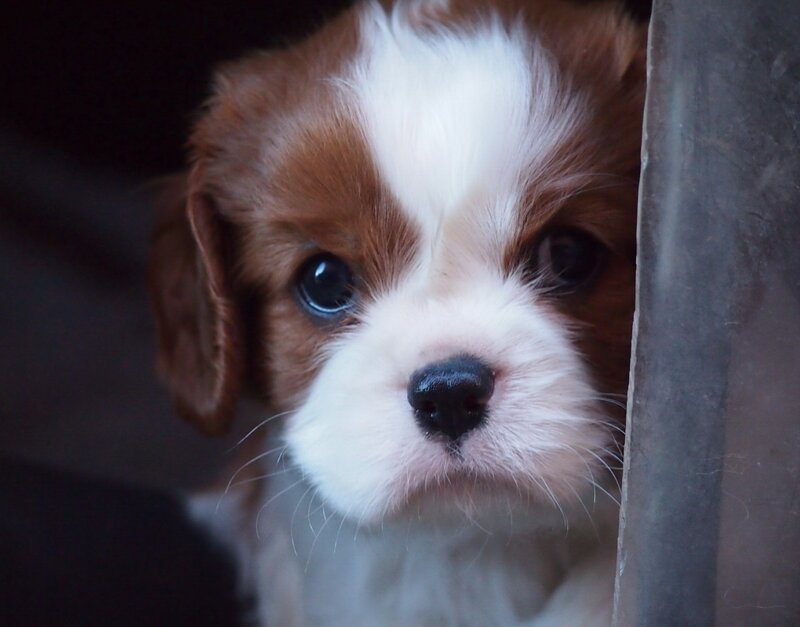 Brown and White Puppy — Curious, Photograph