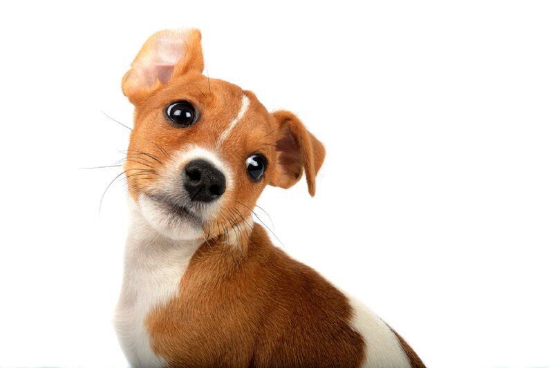 Brown and White Puppy — Curious, Photograph, White Background