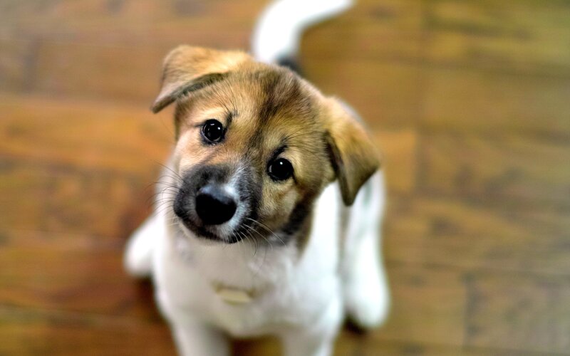 Brown and White Puppy — Curious, Photograph, Wood Floor