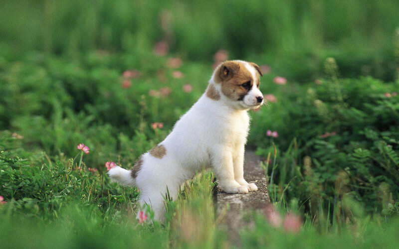 Brown and White Puppy — Green, Calm, Afternoon, Photograph