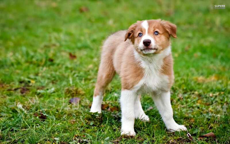 Brown and White Puppy — Green, Calm, Afternoon