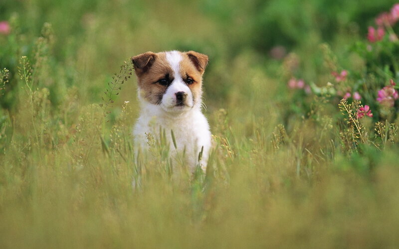 Brown and White Puppy — Green, Calm, Spring