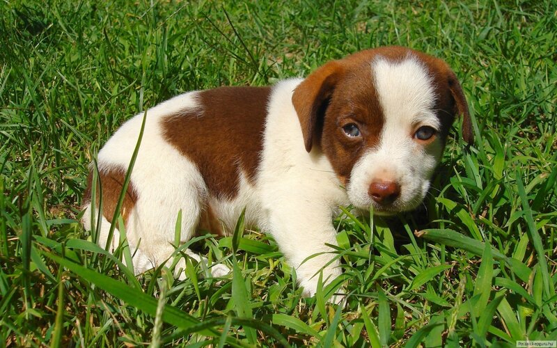 Brown and White Puppy — Green, Calm