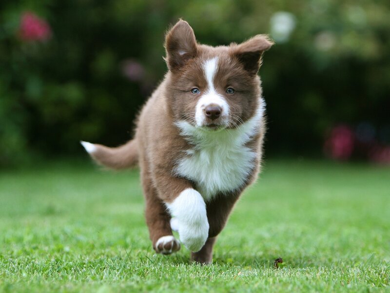Brown and White Puppy — Green, Playful