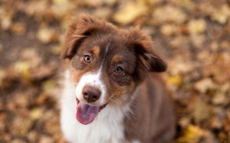 brown and white puppy in leaves