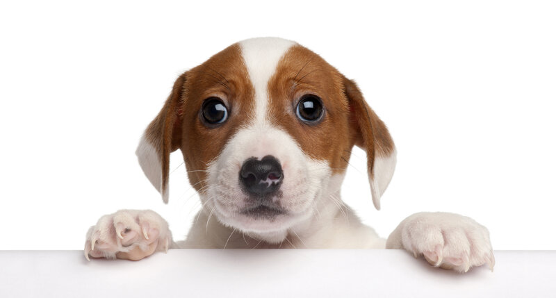 Brown and White Puppy — Innocent, Photograph