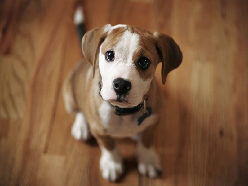 Brown and White Puppy — Innocent