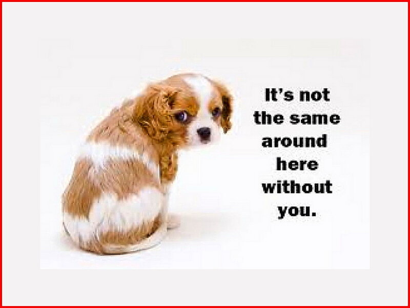 Brown and White Puppy — Melancholic