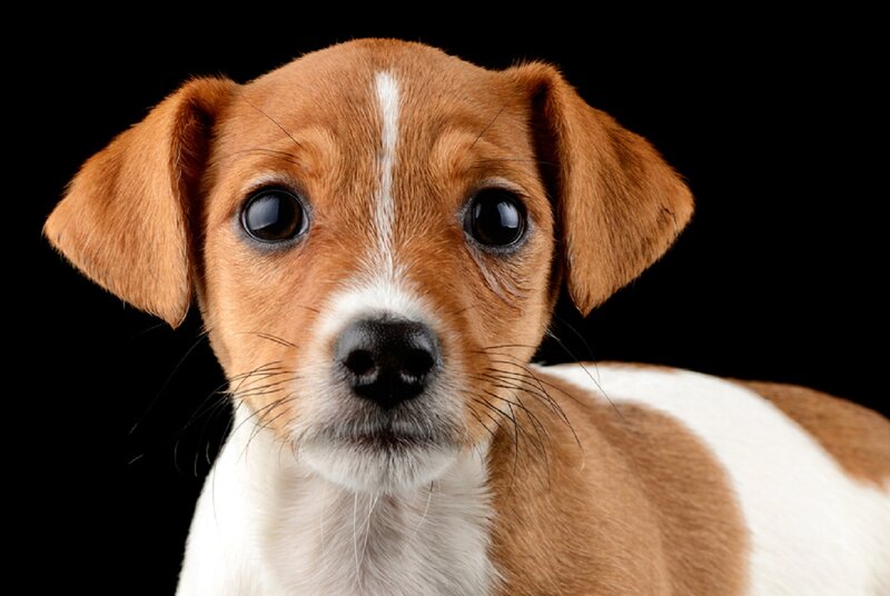 Brown and White Puppy — Neutral, Photograph, Black Background