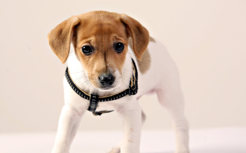Brown and White Puppy — Neutral, Photograph, Collar