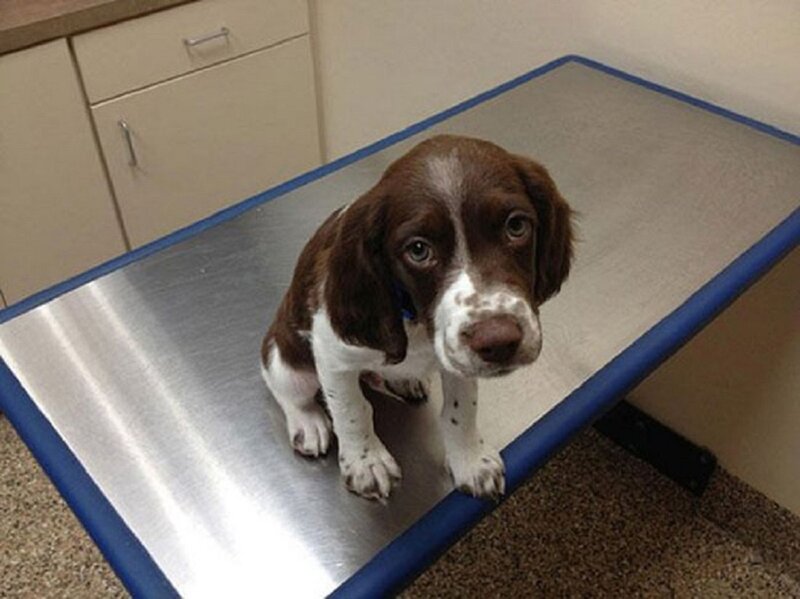 Brown and White Puppy — Neutral, Photograph, Examination Table