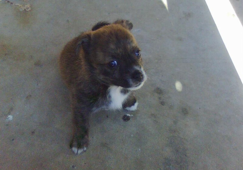 Brown and White Puppy — Neutral, Photograph