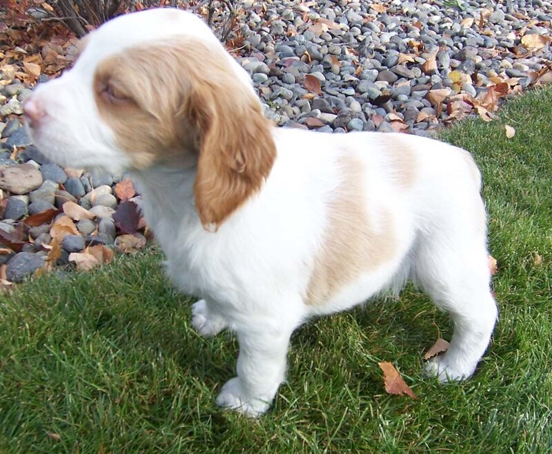 brown and white puppy on grass