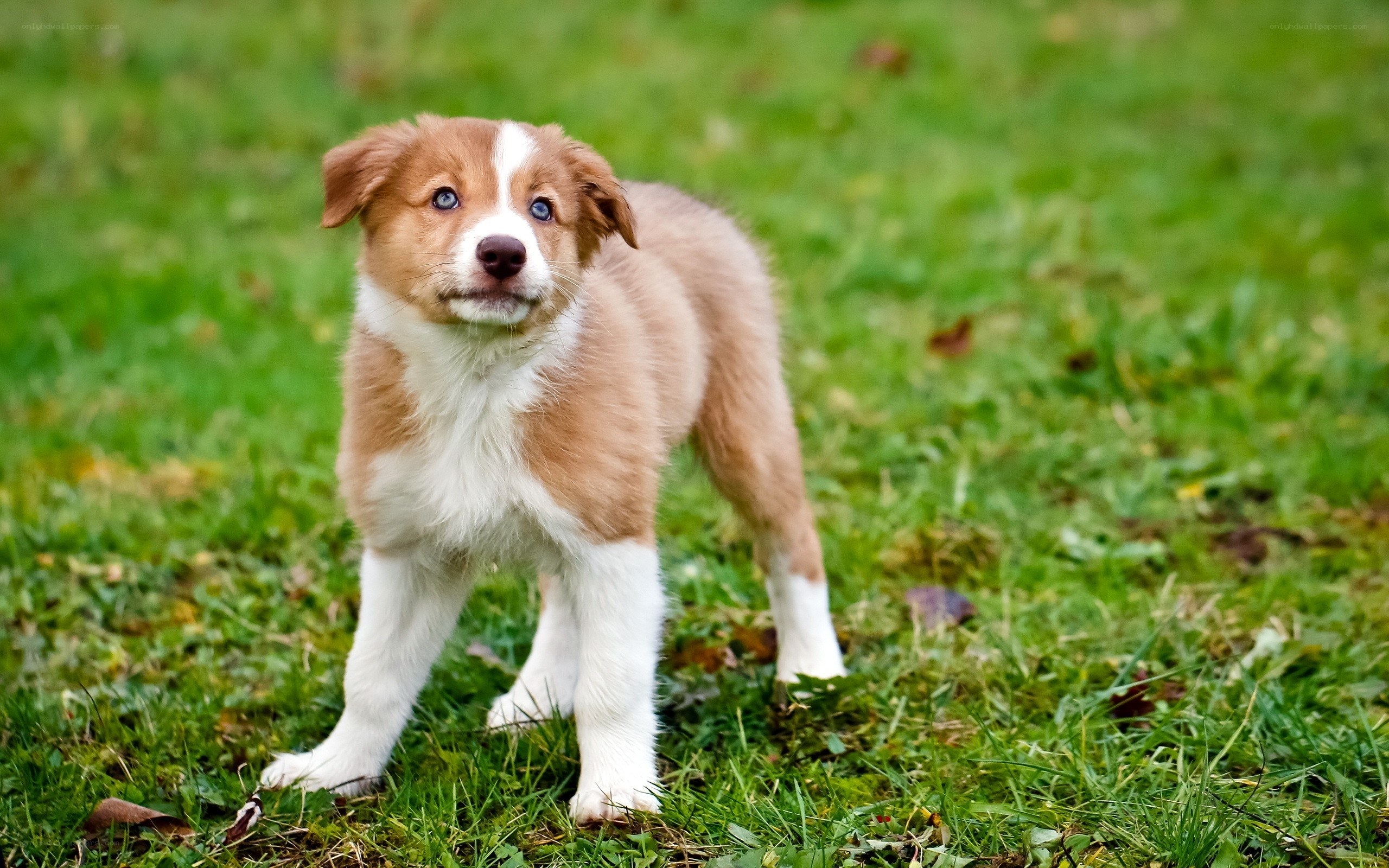 brown and white puppy on grass