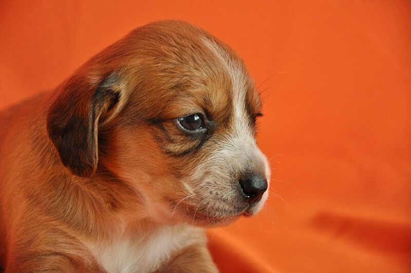 Brown and White Puppy — Orange, Calm