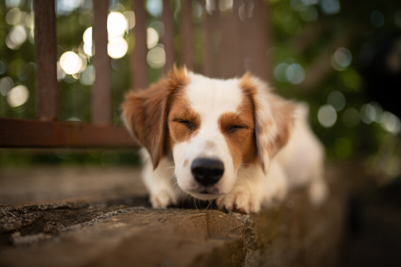 Brown and White Puppy — Peaceful, Afternoon, Photograph, Dog