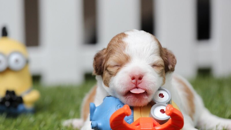 Brown and White Puppy — Peaceful, Afternoon