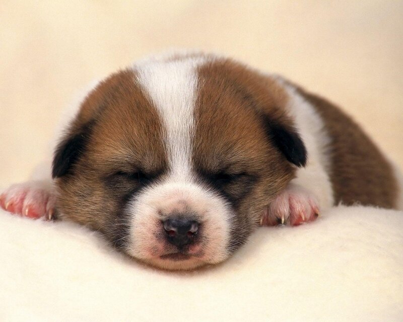Brown and White Puppy — Peaceful, Blanket