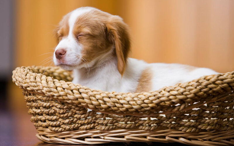 Brown and White Puppy — Peaceful, Photograph