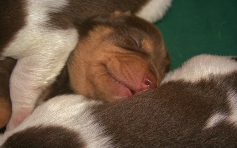 Brown and White Puppy — Peaceful