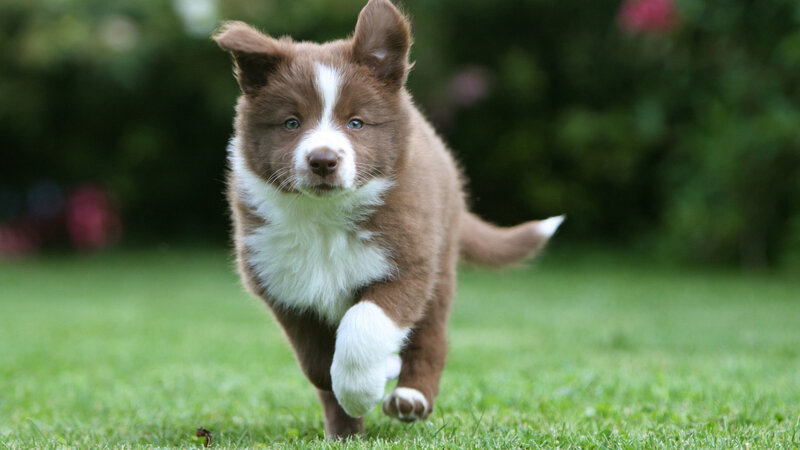 Brown and White Puppy — Playful, Afternoon, Photograph, Grass