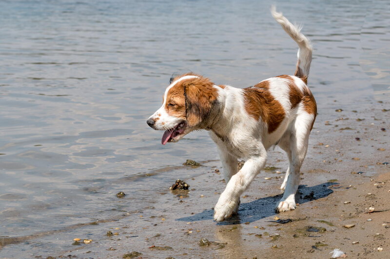 Brown and White Puppy — Playful, Afternoon, Photograph