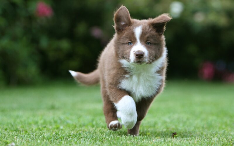 Brown and White Puppy — Playful, Afternoon