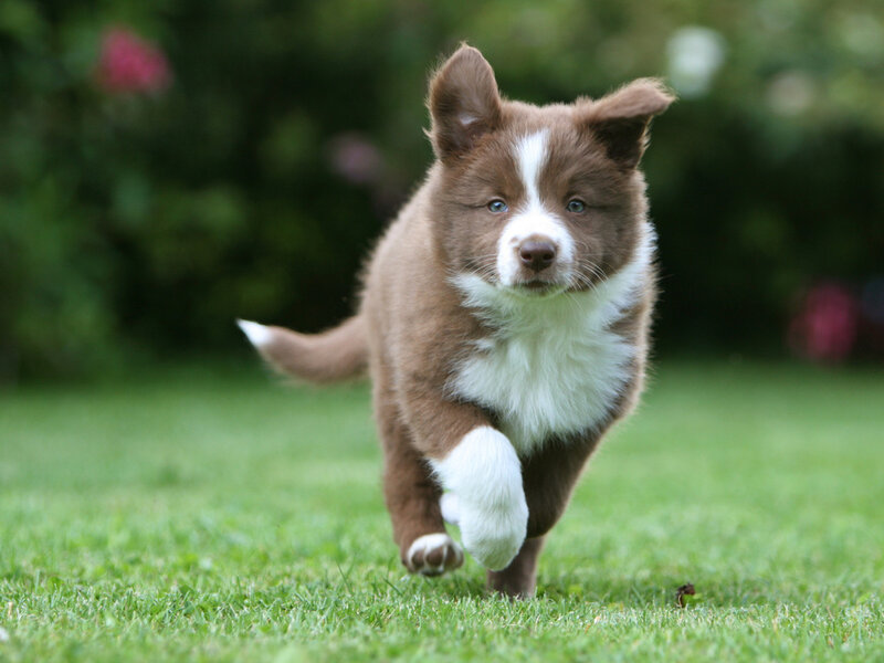 Brown and White Puppy — Playful