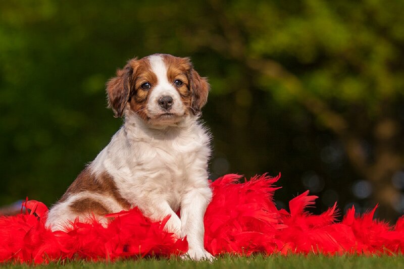 Brown and White Puppy — Red, Calm, Afternoon