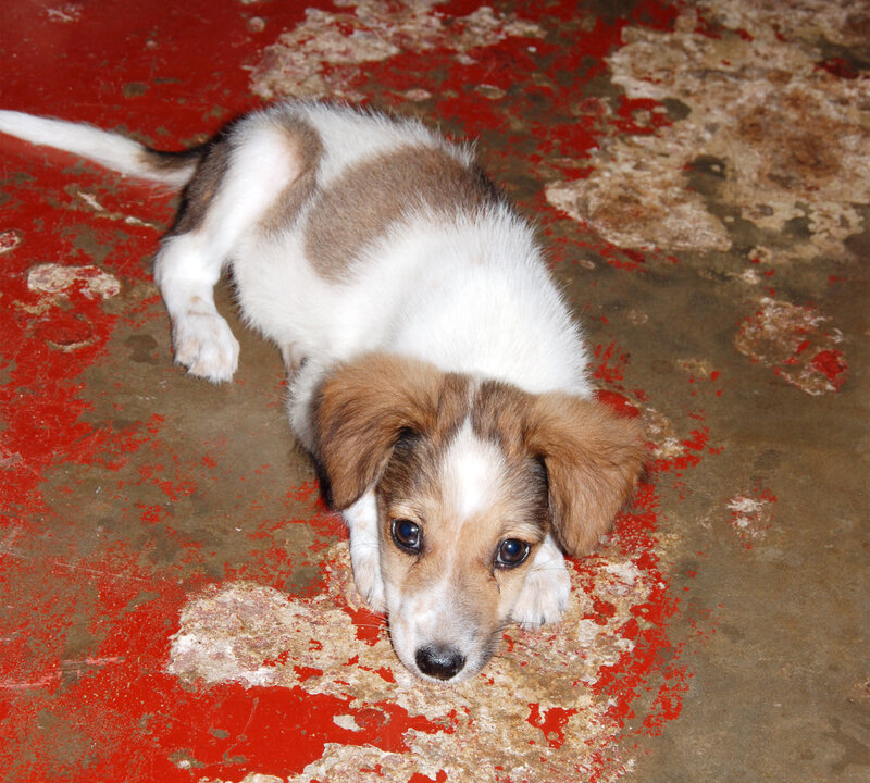 Brown and White Puppy — Red, Calm