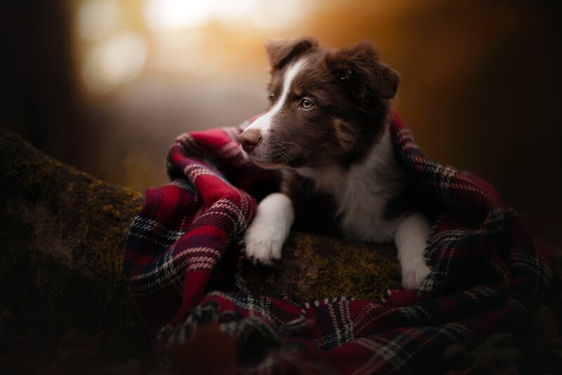 Brown and White Puppy — Red, Serene