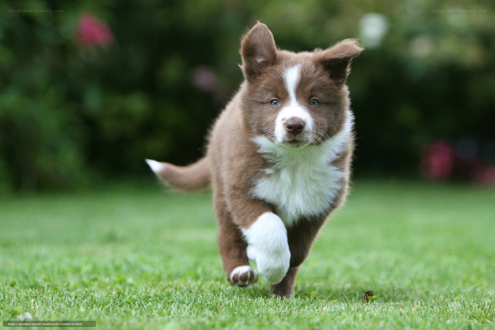 brown and white puppy running
