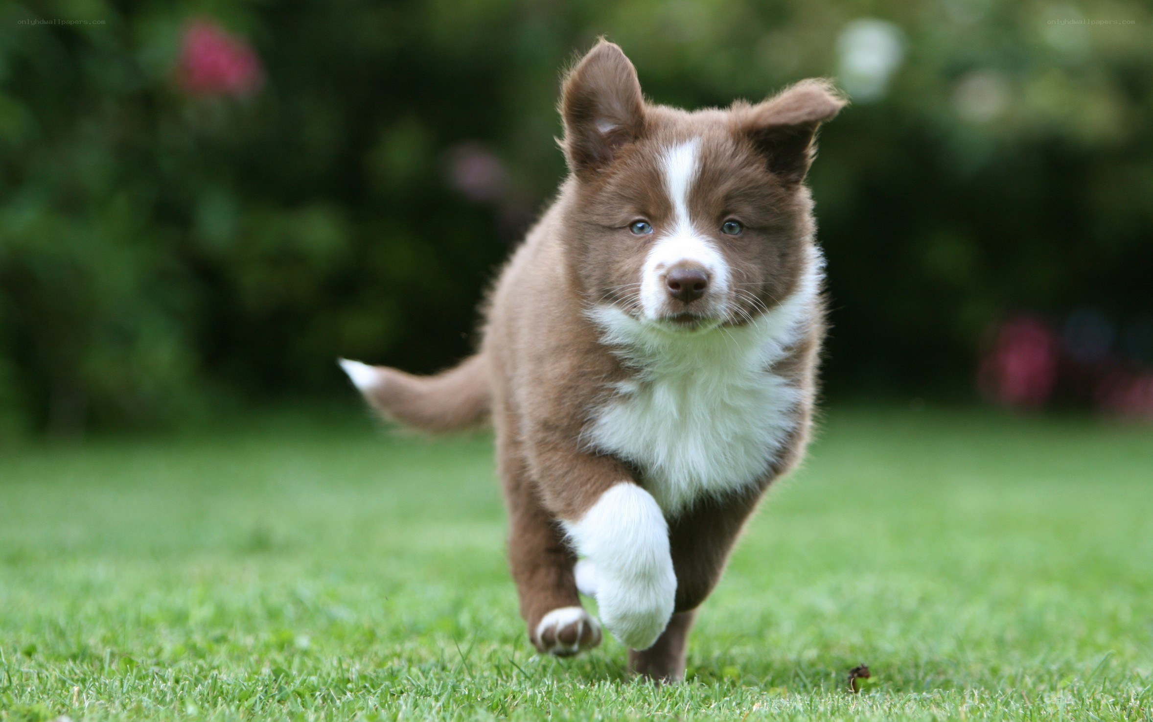 brown and white puppy running