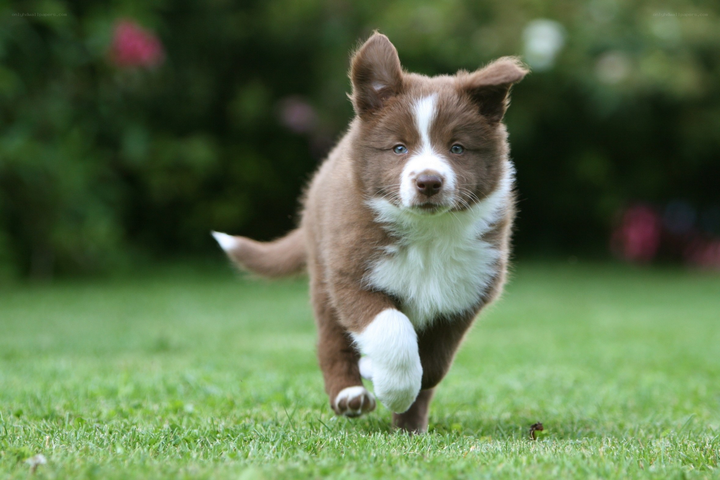 brown and white puppy running