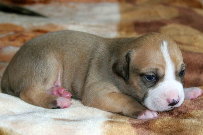 brown and white puppy sleeping