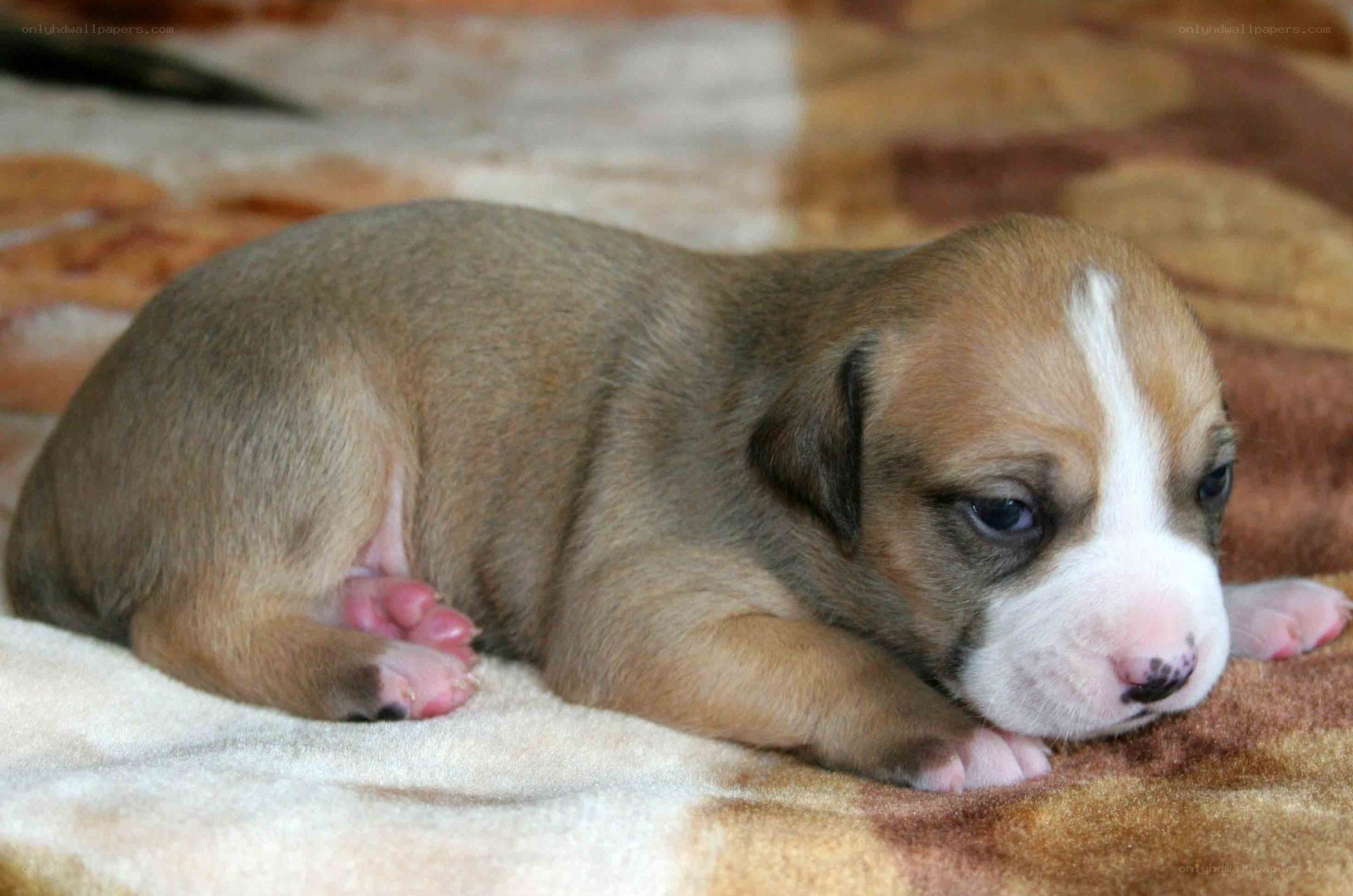 brown and white puppy sleeping