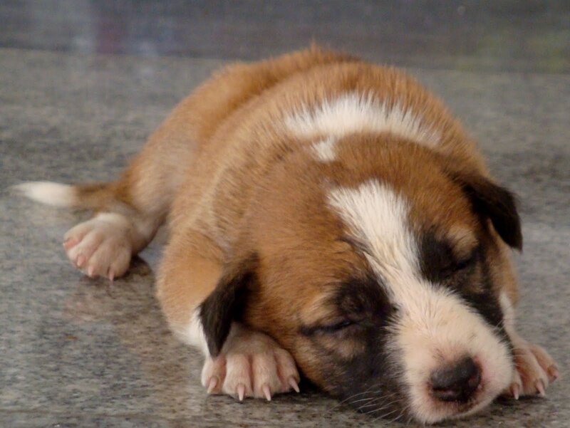 Brown and White Puppy — Sleepy