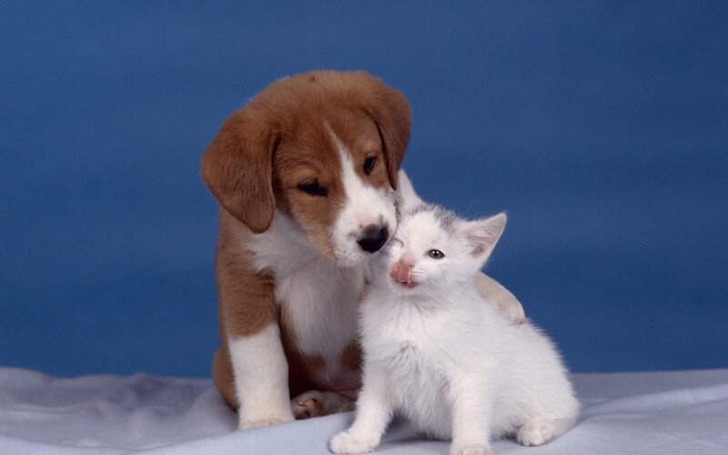 Brown and White Puppy with Kitten