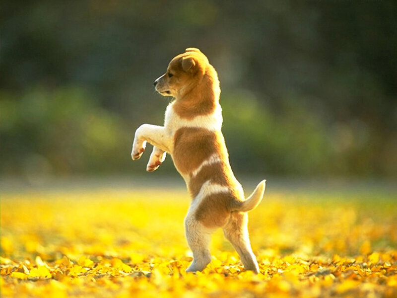 Brown and White Puppy — Yellow