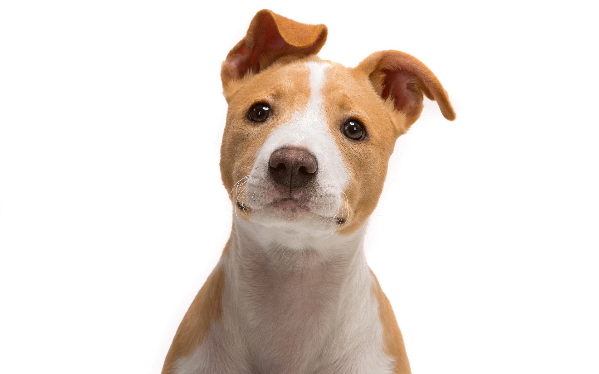 brown and white puppy