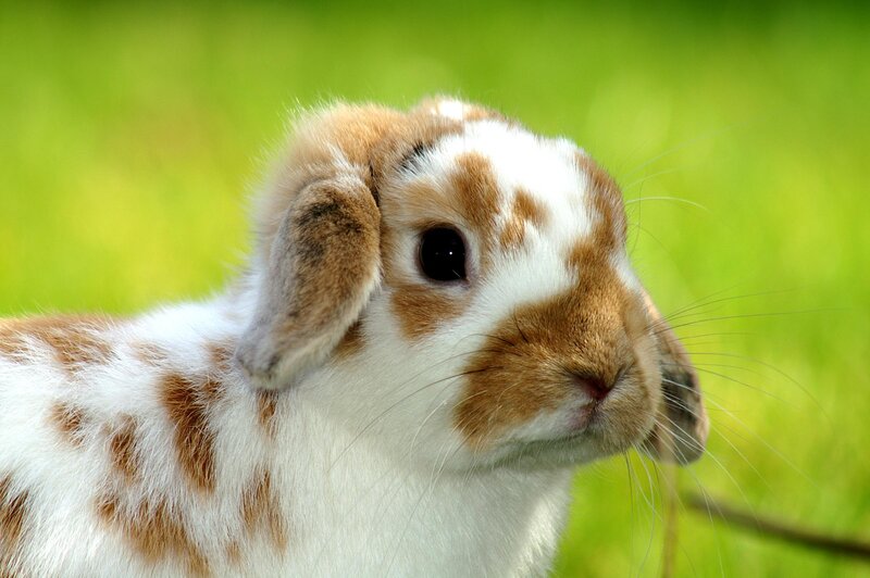 Brown and White Rabbit — Calm, Afternoon, Photograph, Grass