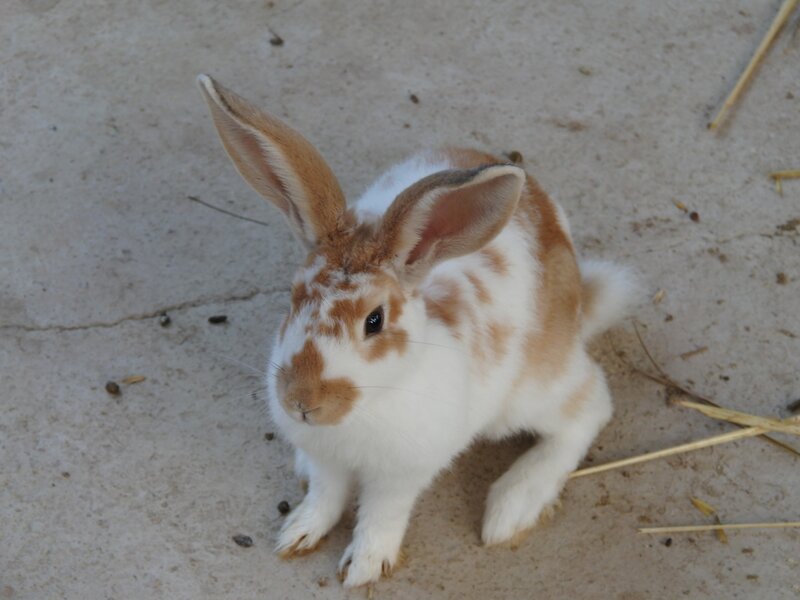 Brown and White Rabbit — Calm, Afternoon, Photograph
