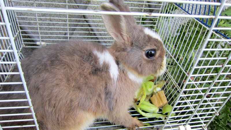Brown and White Rabbit — Calm, Afternoon
