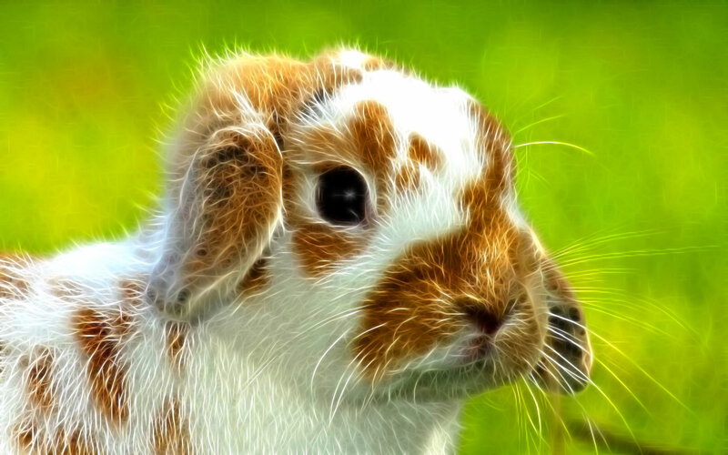 Brown and White Rabbit — Calm, Digital Art