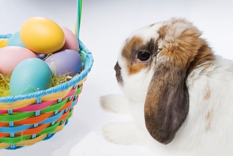 Brown and White Rabbit — Calm, Photograph, Basket