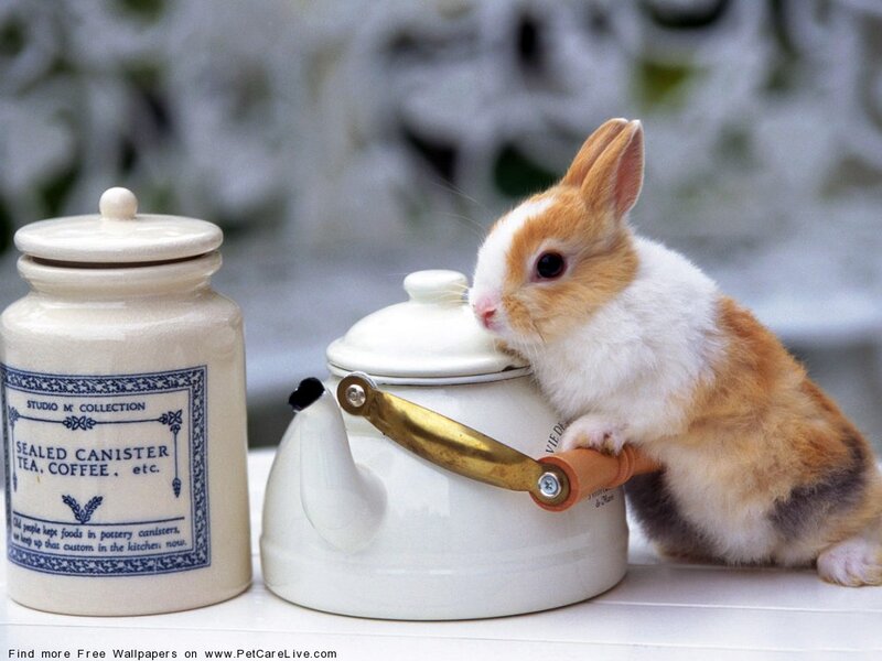 Brown and White Rabbit — Calm, Photograph, Canister