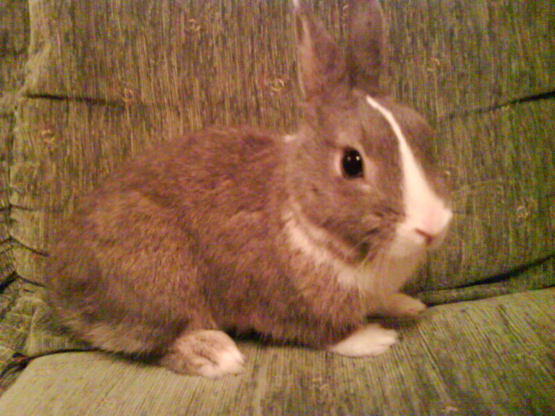 Brown and White Rabbit — Calm, Photograph, Couch