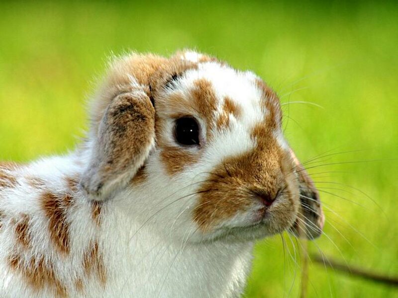 Brown and White Rabbit — Calm, Photograph, Grass