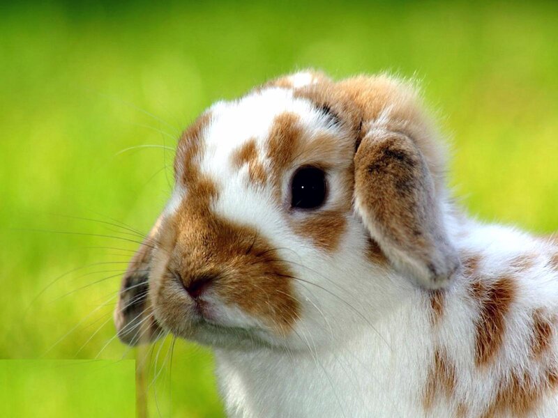 Brown and White Rabbit — Calm, Photograph, Green Grass