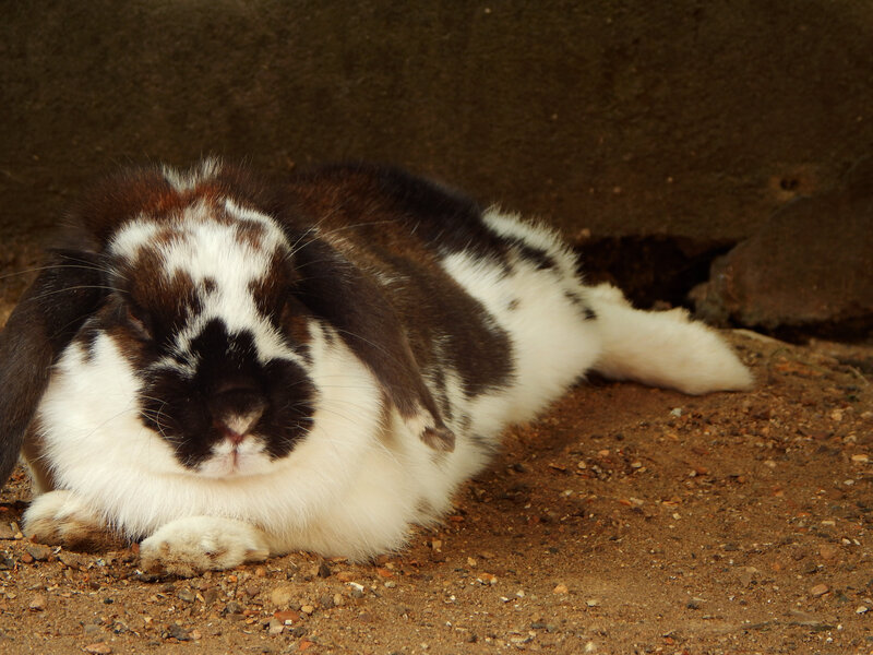 Brown and White Rabbit — Calm, Photograph, Ground